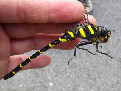 c0002874_21534512.jpg