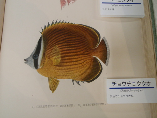 a0125598_22433482.jpg