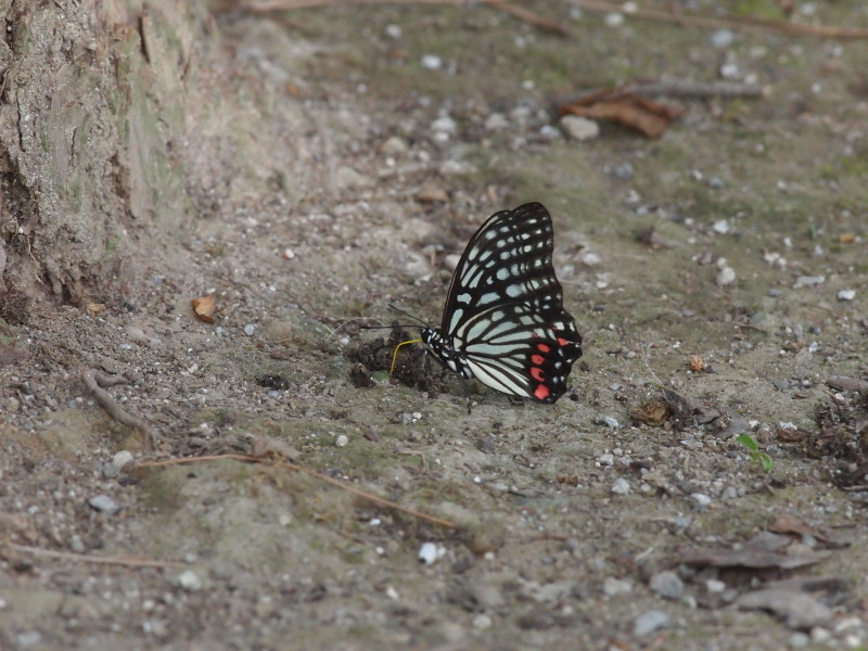 c0085622_73112.jpg