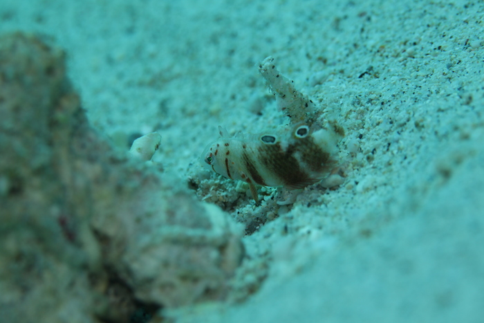 c0034029_6115799.jpg