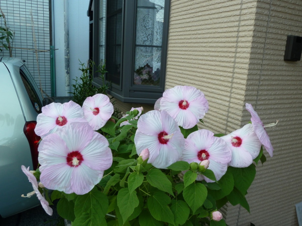 e0033229_2137497.jpg