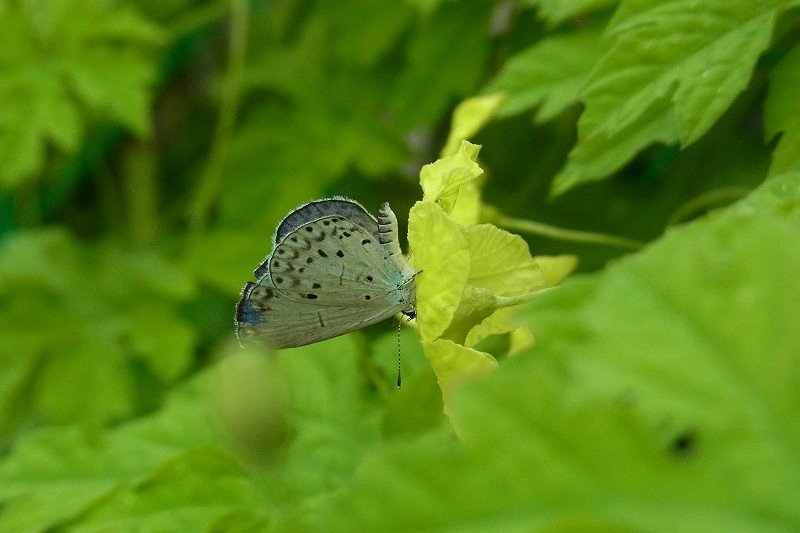 a0017634_7581945.jpg