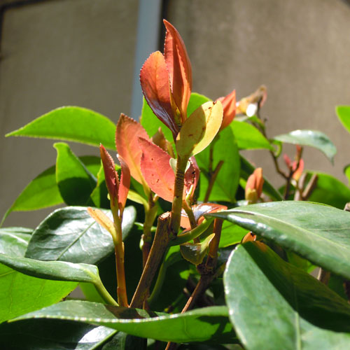 e0034047_1147372.jpg