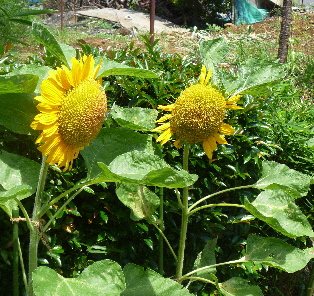 e0121548_21131454.jpg