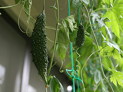 c0025167_2181577.jpg