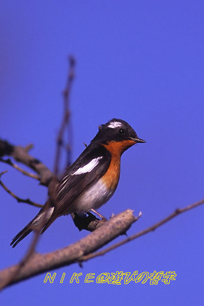e0000968_845866.jpg