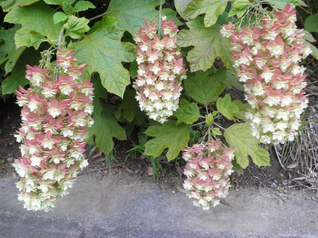 f0130894_2163854.jpg