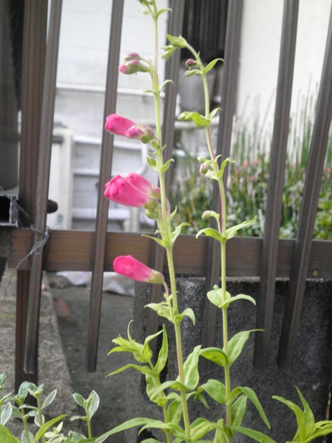 f0130894_217285.jpg