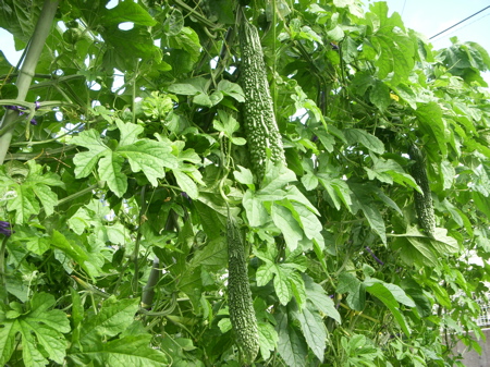 c0149195_17495562.jpg