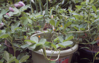 e0170895_010729.jpg