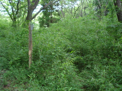 e0015108_1102443.jpg