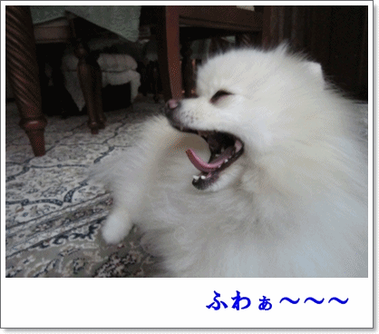 b0167519_22205265.gif