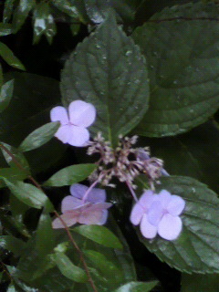 f0036223_17593897.jpg