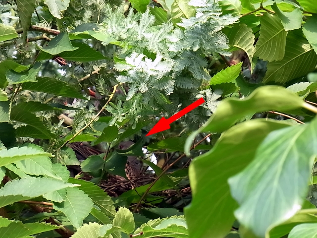 e0042626_03528.jpg
