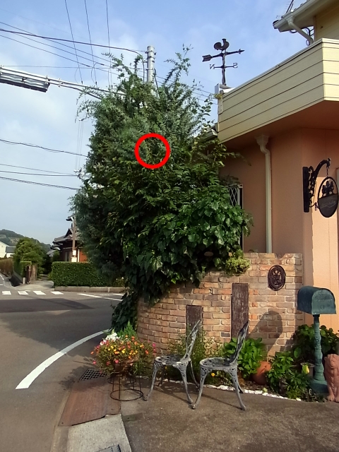 e0042626_08185.jpg