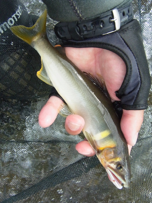 f0103126_20125267.jpg