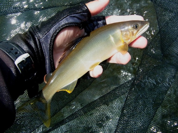 f0103126_2014057.jpg