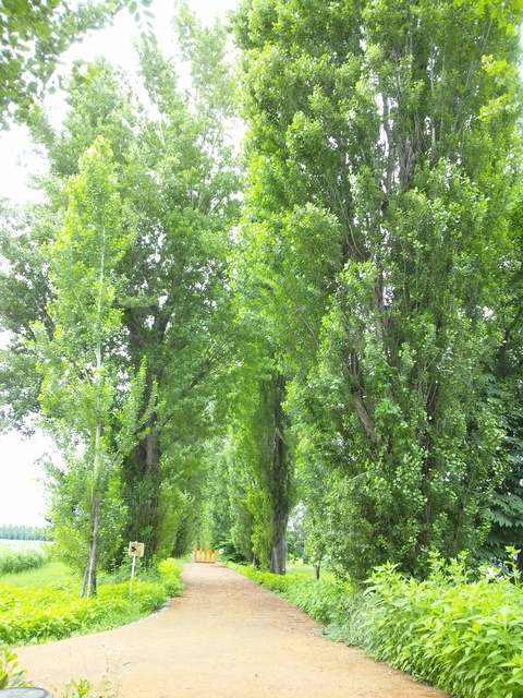 e0104937_113323.jpg