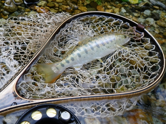 b0177355_22195173.jpg