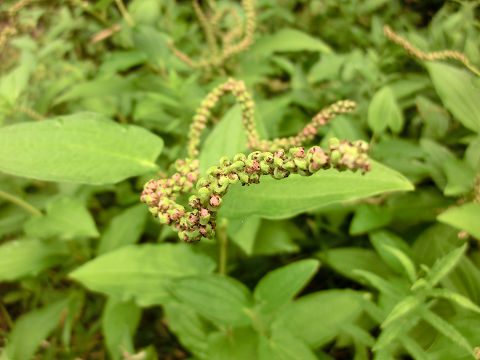 c0002874_2361358.jpg