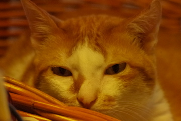 f0054677_754278.jpg