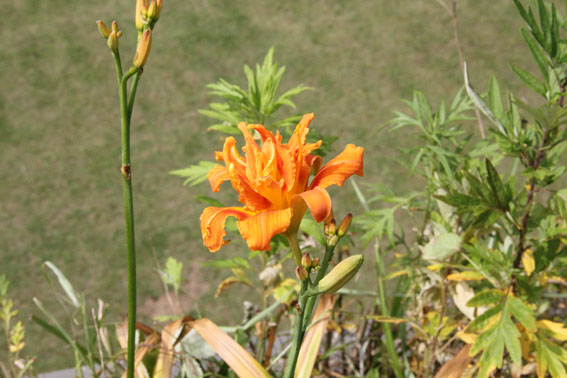 e0054299_135561.jpg