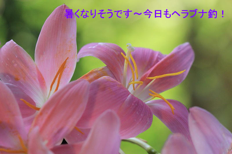 a0188405_729348.jpg