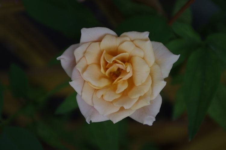 c0147909_7262234.jpg