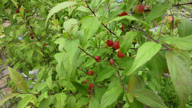 b0035611_19572029.jpg