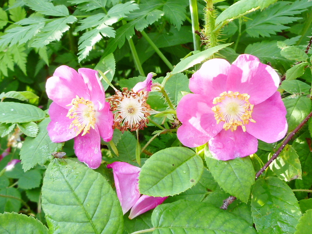 d0170615_22353357.jpg
