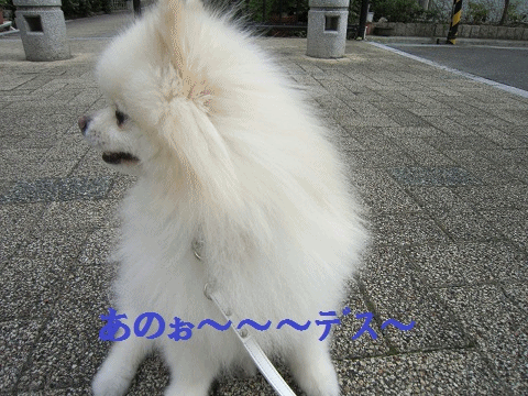 b0167519_1482165.gif