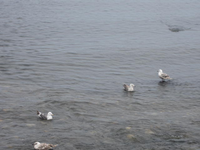 e0191826_0495351.jpg