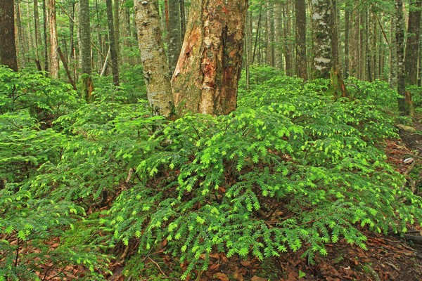 c0104227_1193352.jpg