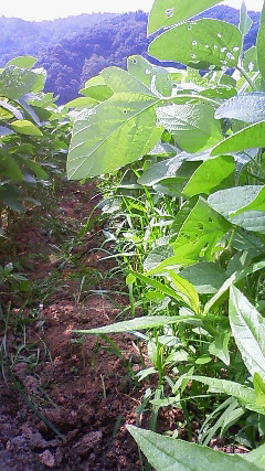 e0224046_051817.jpg