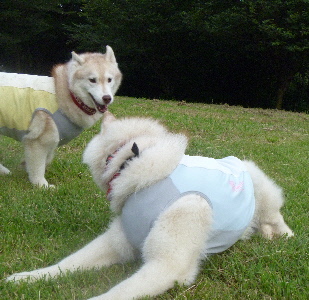e0121548_2024178.jpg