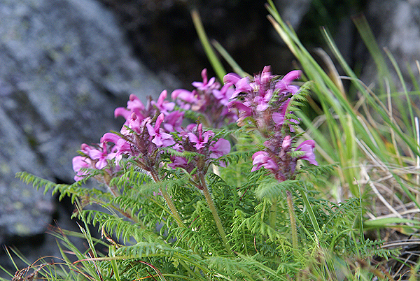 f0214649_5254619.jpg