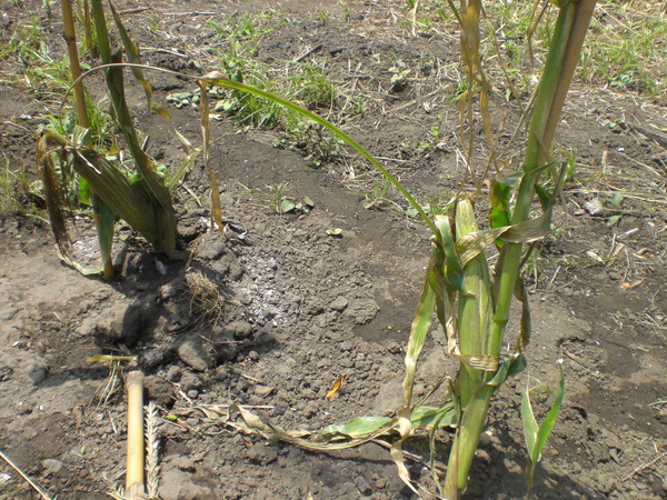 d0098363_12364337.jpg