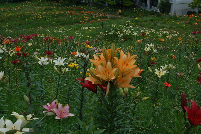 b0203588_7252565.jpg