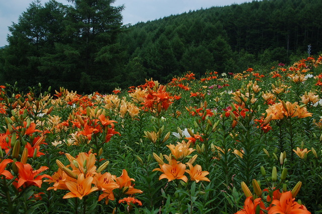 b0203588_7254857.jpg