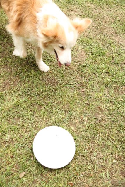 b0204498_12342223.jpg
