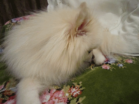 b0167519_10225232.gif