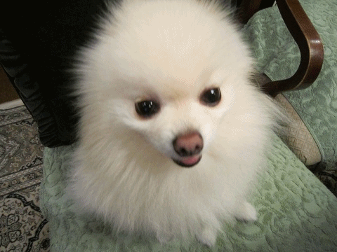 b0167519_1062011.gif