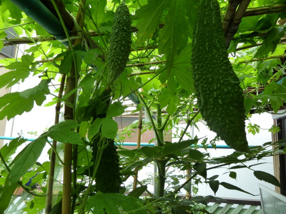 e0033229_20112521.jpg