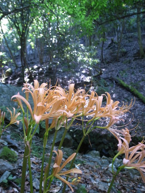 c0078441_735954.jpg