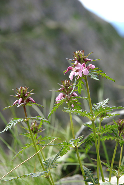 f0214649_5284127.jpg