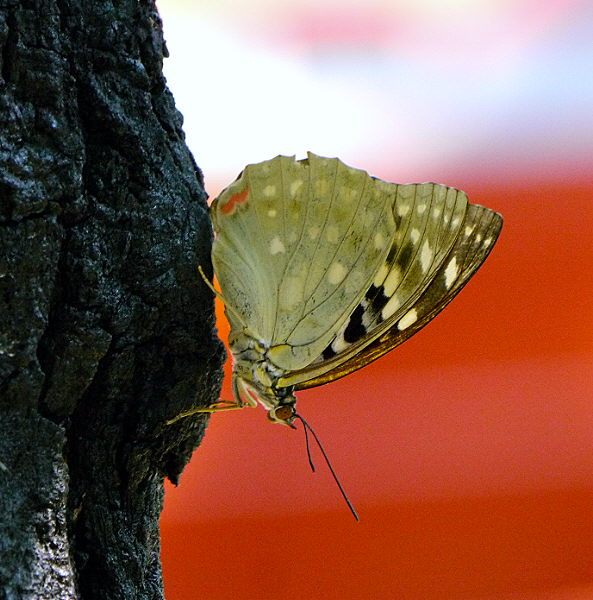 d0091754_048064.jpg