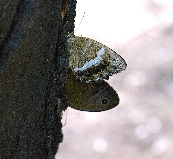 d0091754_20355753.jpg