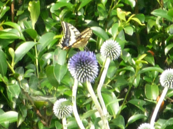 c0125283_9373547.jpg