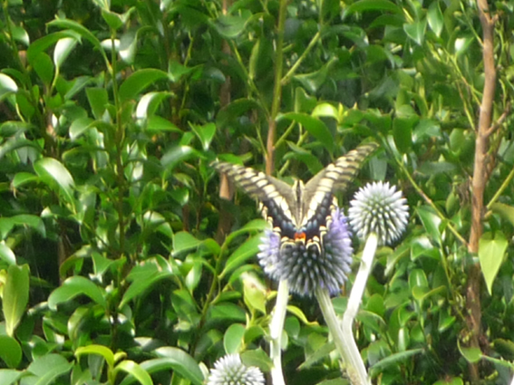 c0125283_9375589.jpg