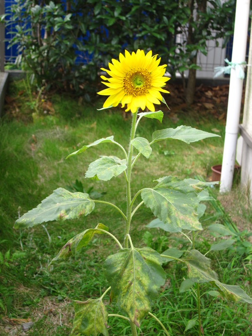 b0177103_982080.jpg